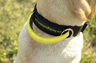 Collare in nylon con maniglia "Strong link" per Labrador
