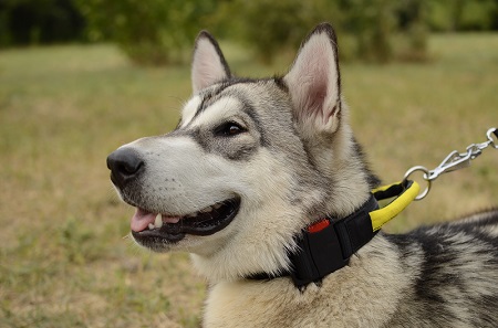 Collare con comoda maniglia indossato da Malamute