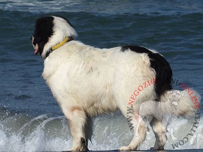 Collare in nylon con maniglia per cane