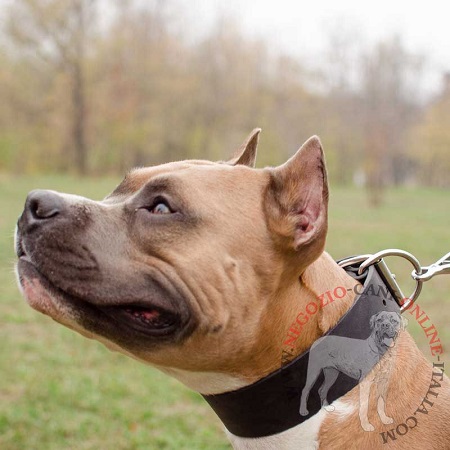 Amstaff con collare largo in cuoio indosso