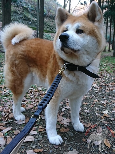 Akita Inu del nostro cliente Mr Nakase con collare in vera pelle