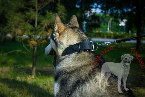 Alaskan Malamute con collare largo in cuoio indosso