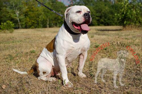 Comodo collare in pelle
per Bulldog Americano