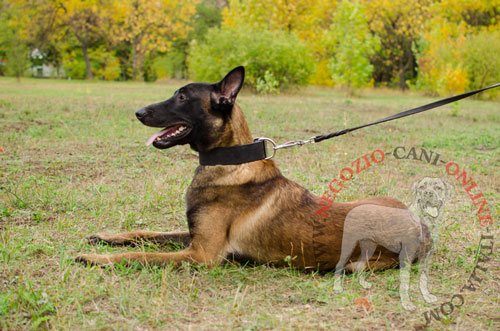 Comodo collare in pelle
naturale indossato da Malinois