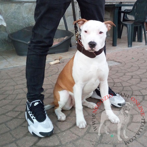 Collare in pelle indossato da Amstaff