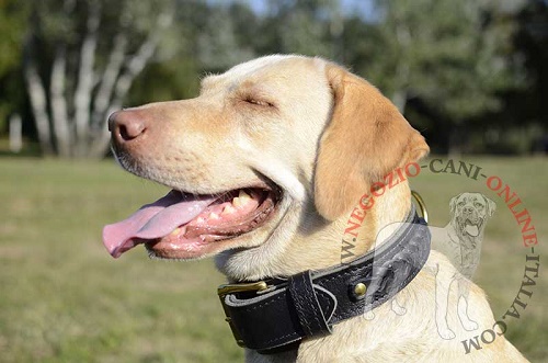 Labrador Retriever con bellissimo collare in cuoio doppio