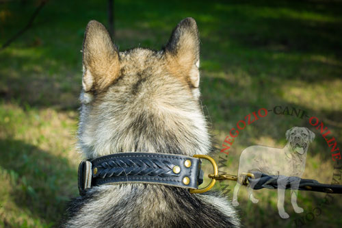 Alaskan Malamute con ottimo collare in cuoio doppio