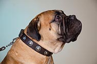 Collare in pelle con decorazioni "True Jewel" per Bullmastiff