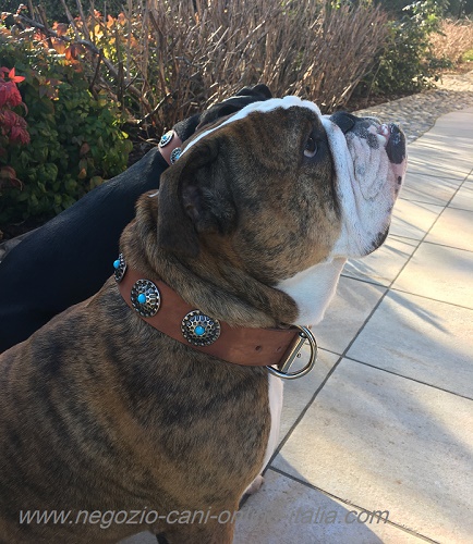 Cane di razza Bulldog Inglese con bellissimo collare decorato
indosso