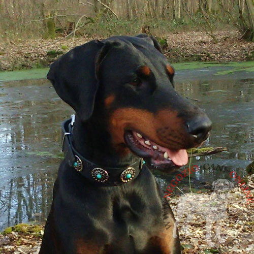 Cane di razza Dobermann con bellissimo collare