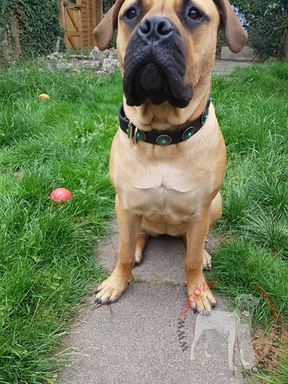 Cane Corso con bellissimo collare