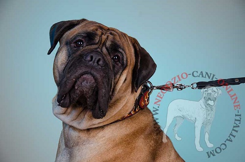 Bullmastiff con bellissimo collare in pelle