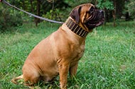 Collare in pelle largo 7 cm "King Style" per Bullmastiff