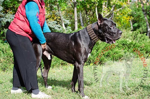 Collare largo in pelle per passeggiate con Alano