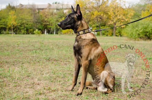 Collare di stile con decorazioni indossato da Malinois