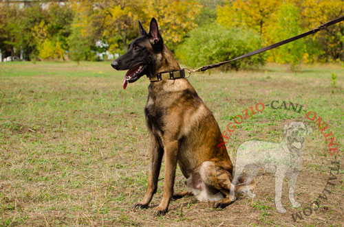 Elegante collare in vera pelle per Malinois