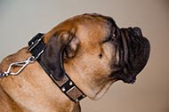 Collare in pelle decorato "Plates + Studs" per Bullmastiff