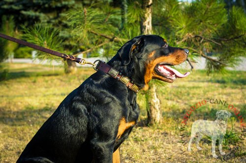 Elegante collare con decorazioni indossato da Rottweiler