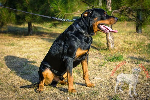 Collare con decorazioni per passeggiate con Rottweiler