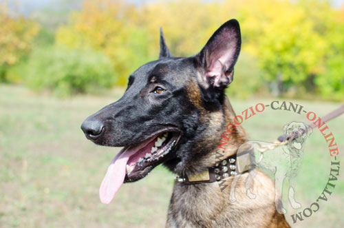 Comodo collare in pelle naturale indossato da
Malinois