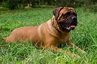 Collare in pelle con decorazioni "Haute Couture" per Bullmastiff