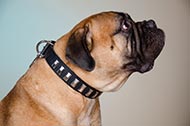 Collare in pelle "Necklace" per passeggiate con Bullmastiff