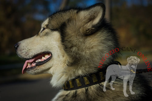 Comodo ed elegante collare in cuoio
indossato da Alaskan Malamute