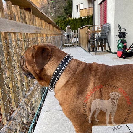 Cane con collare in cuoio con
decorazioni in acciaio indosso