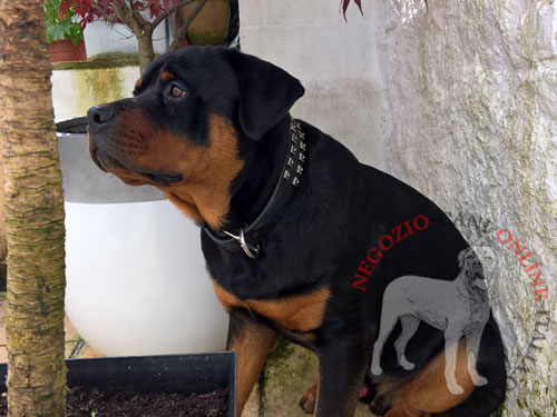 Rottweiler con collare in cuoio con
decorazioni in acciaio indosso