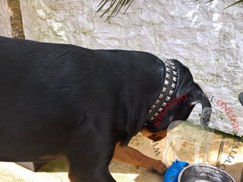 Rottweiler con collare in cuoio con
decorazioni in acciaio indosso