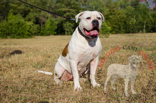 Bulldog Americano con bellissimo collare in cuoio