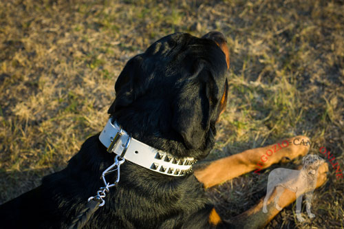 Collare bianco con decorazioni indossato da Rottweiler