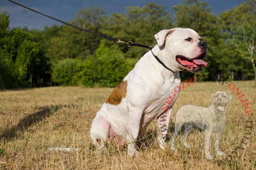 Affidabile collare in pelle naturale per Bulldog Americano