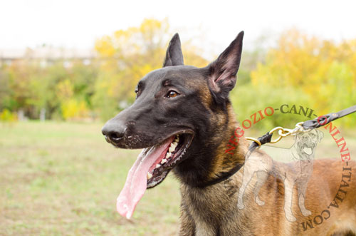 Collare a strozzo in cuoio arrotondato indossato da
Malinois