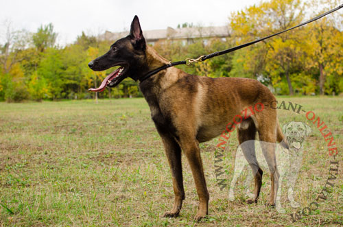 Resistente collare per passeggiate con Malinois