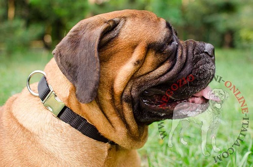 Collare in nylon per Bullmastiff