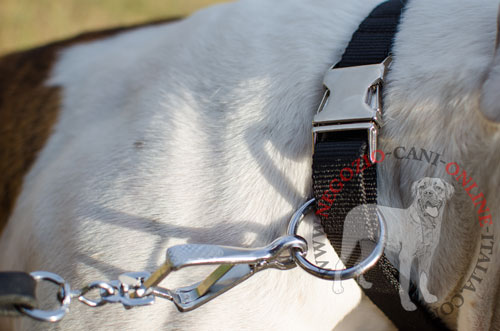 Elegante collare in nylon per Bulldog Americano