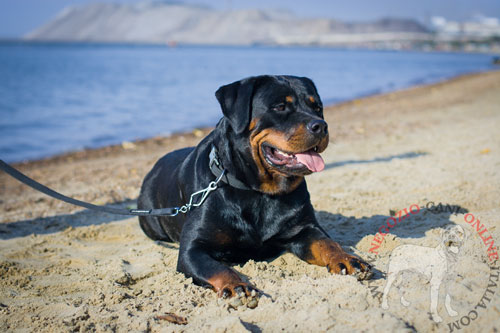 Pratico collare in nylon per Rottweiler