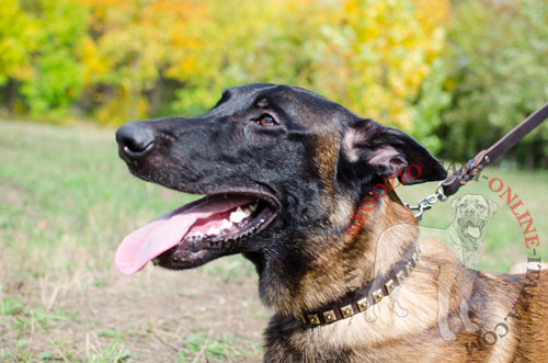 Malinois con bellissimo e comodo
collare