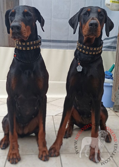Elegante e resistente collare con decorazioni
indossato dai cani