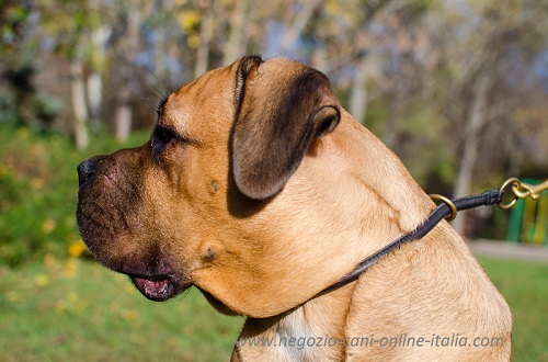 Cane Corso con collare a
strozzo in pelle arrontodata indosso