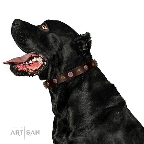 Collare decorato per Cane Corso