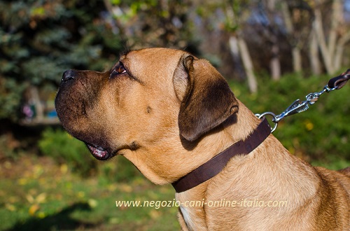 Collare in cuoio per cani di taglia grande come
Cane Corso