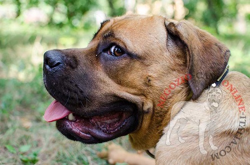 Elegante collare con decorazioni
indossato da Cane Corso