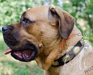 Collare in cuoio con placche ovali per Cane Corso