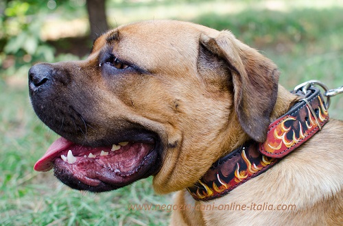 Esclusivo collare con disegno di fuoco
indossato da Cane Corso