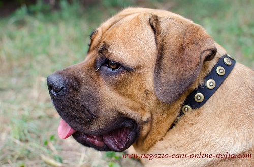 Cane Corso con esclusivo
collare decorato di placche rotonde indosso