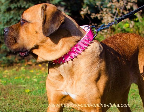 Cane Corso con collare rosa borchiato