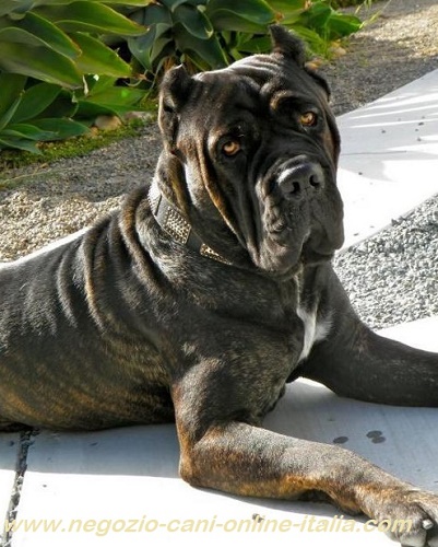 Sicuro collare con piastrine indossato da Cane Corso