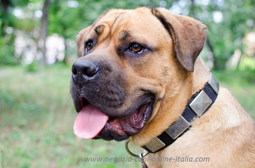 Collare decorato con piastrine effetto argento
anticato
indossato da Cane Corso